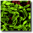 bacteria
