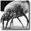 dust mite